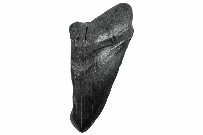 Partial Fossil Megalodon Tooth - South Carolina #293964
